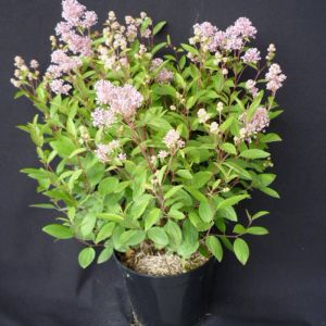 Ceanothe pallidus Marie Simon/Pot de 3L - 20/40 cm