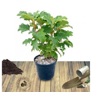 Hortensia quercifolia Alice/Pot de 4L - 40/60 cm