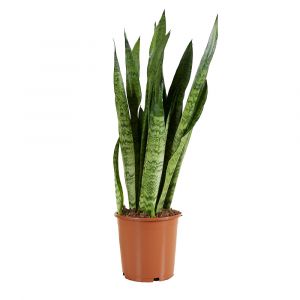 Bloomique - Sansevieria Zeylanica - Langue de Dame - Plantes d'intérieur - Purifiant l'air - Très facile d'entretien - 80-100 cm de haut - Pot 21 cm