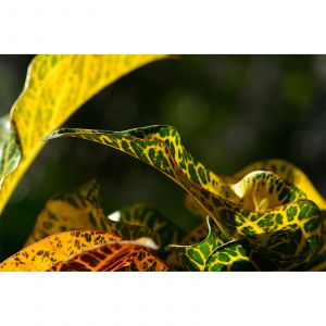 A.S. Creation Papier peint panoramique Seychellen DD100097 XXL World Trip - 267 x 400 cm (4 pi&egrave;ces)