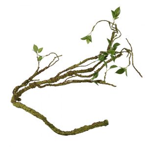 Accessoire de terrarium branche végétale épaisse décoratif Terra Della