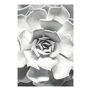 Komar Affiche d'art Succulent Closeup - Taille: 50 x 70 cm - noir, blanc, gris