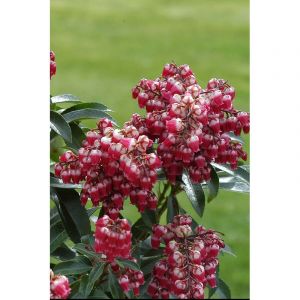 Androm&egrave;de 'passion' taille du pot - en pot de 5 litres