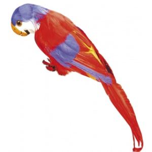 Perroquet en plumes