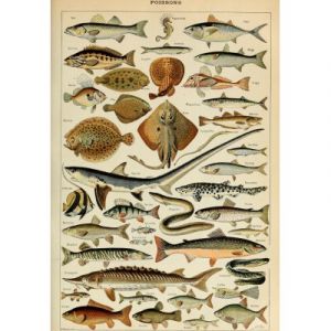 Grafika Illustration du Larousse pour Tous : Poissons, XIXè Siècle