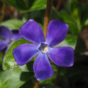 Pervenche major Variegata/Godet - 5/10 cm