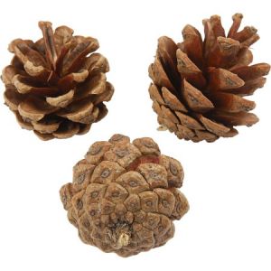 Creotime Pommes de pin décoratives - 40 mm - 500 g