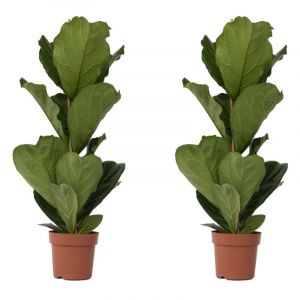 Plant In A Box - Ficus Lyrata - Set de 2 - xl Ficus Lyrata Plante - Pot 21cm - Hauteur 80-100cm - Vert