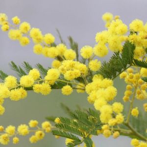 Mimosa d'hiver Le Gaulois/Pot de 5L