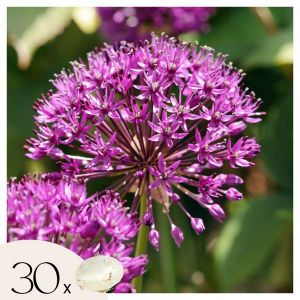 Plant In A Box - Allium Purple Sensation - 30x Alium bulbes - Oignons résistants au froid - Violet