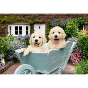 Ravensburger Golden Retriever-12001368-Puzzle Personnes âgées-avec 200 pièces Extra adhérentes-Grand modèle d'image et Support pour Puzzle, 12001368