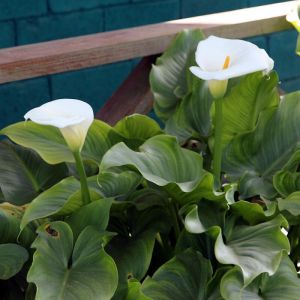 Arum d'Éthiopie/Pot de 4L - 40/60 cm