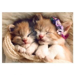 Image de Trefl Puzzle Chatons (500 pièces)