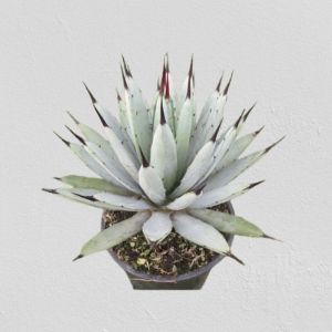Lot de 25 graines à semer - Le Grenier d' Abondance - AGAVE Macroacantha - Plante Succulente