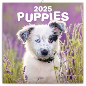 Calendrier mural NOTIQUE Chiots 2025, Calendrier brochure mensuel animaux 30 x 30 cm (30x60 ouvert)