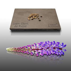 25 graines Fleurs à semer - Le Grenier d' Abondance - LUPIN Géant de russel varié H. 1m - Lupinus