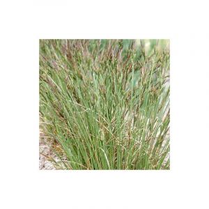 La&icirc;che des marais/Godet - 5/20 cm