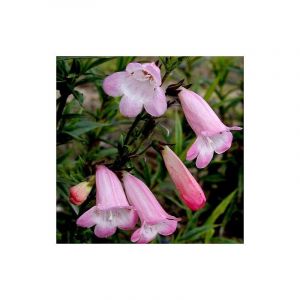 Penstemon Apple Blossom/Godet - 5/20 cm