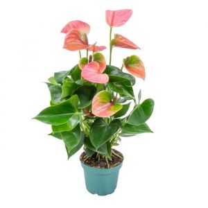 Image de Bloomique - Anthurium 'Aristo' Rose - Flamingo Plant - Plante d'intérieur - Entretien facile ?12 cm - ?30-40 cm - Pink