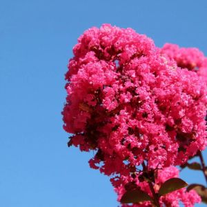 Lilas des Indes Pink Velour, Lagerstroemia/Pot de 3L