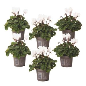 Cyclamen persicum 'Metis White' - Set de 6 - Pot 9cm - Hauteur 10-20cm