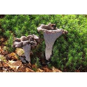 Mycélium de Trompette de la Mort Kit culture champignons (tube, 15ml)