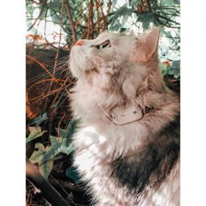 Girafus Pro-Track-tor RF - Géolocalisation Tracker Traceur pour Chien Chat Animal Domestique – sans abonnement GPS - 4 émetteur