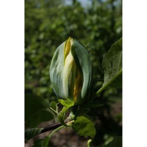 Magnolia 'blue opal' taille du pot - en pot de 3 litres