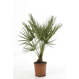 Chamaerops humilis C 3L
