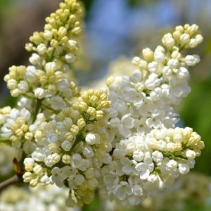 Lilas commun Madame Lemoine/Pot de 5L - 40/60 cm