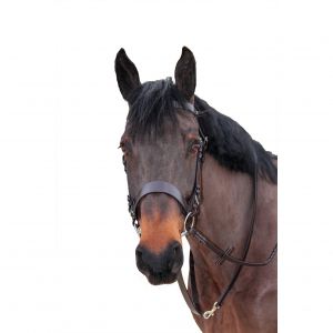 Longe équitation Canter