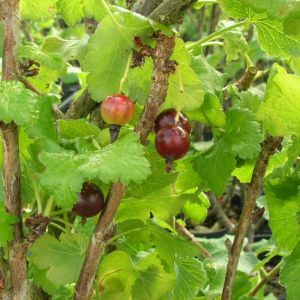 Caseille x nidigrolaria Josta/Pot de 1,5L - Tuteur bambou 30/60 cm