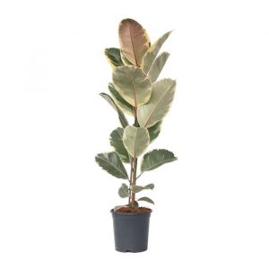 Caoutchouc, Ficus Elastica 'Tineke', 75cm