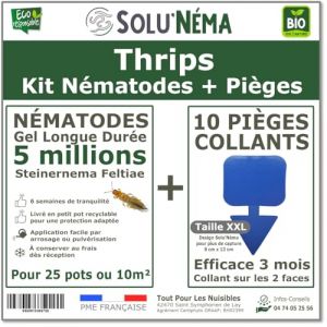 Solunéma - Thrips Kit 5 millions Nématodes(SF)+10 pièges collants