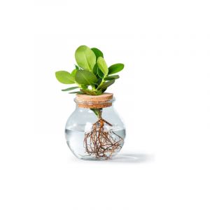 1x WL Clusia avec verre convexe + liège P12H30