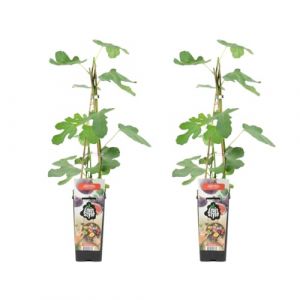 Bloomique - 2x Ficus Carica 'Brown Turkey' - Figuier - Arbres fruitiers - Plantes de jardin - Résistant à l'hiver - ?14 cm - Hauteur 60-70cm