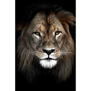 Image de Artis Tableau sur toile lion dans l'ombre 45x65 cm