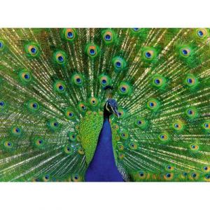 Ravensburger 12001332-Colorful Animals-Paon-Puzzle de 500 pièces-pour Adultes et Enfants à partir de 12 Ans, 12001332