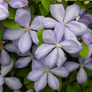 Cl&eacute;matite Mrs Cholmondeley C3L