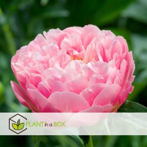 Pivoine - Set de 2 - Paeonia 'Pink Hawaiian Coral' - Rhizomes - Rose