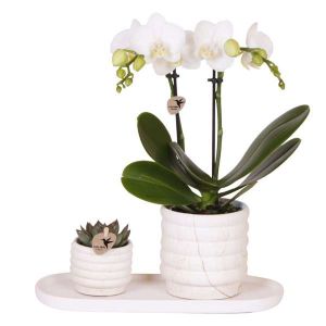 Coffret cadeau orchidée 'Marble S' - Phalaenopsis - Hauteur 30cm