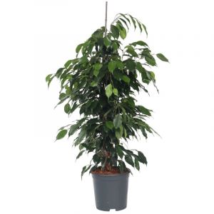 Ficus Benjamina Danielle - Pot 21cm - Hauteur 100cm