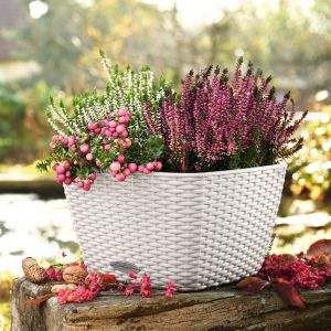 Image de Lechuza Jardinière BACINO Cottage ALL-IN-ONE 30x30 cm blanc