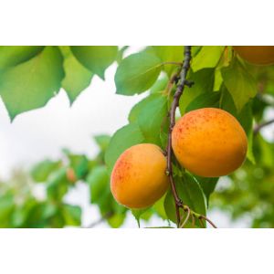 ABRICOTIER Nains de jardins Petit' abri C 5 L - 60/90 cm