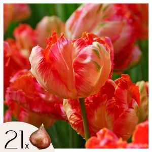 Tulipe - Set de 21 - Tulipa 'Apricot Parrot' - Bulbes à fleurs - Rose