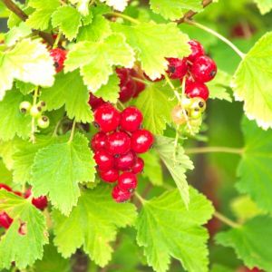 Groseiller London Market C5L