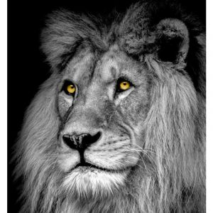 Tableau sur toile lion 45x45 cm Noir & Blanc