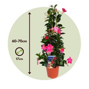 Image de Mandeville Mandeville 'Rio Hot Pink' - Dipladenia - Pot 17cm - Hauteur 60-70cm