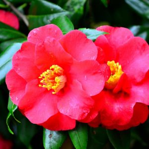 Cam&eacute;lia du Japon - Camellia japonica 80/100cm