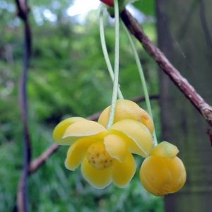Magnolia grimpant henryi/Godet - 5/20 cm